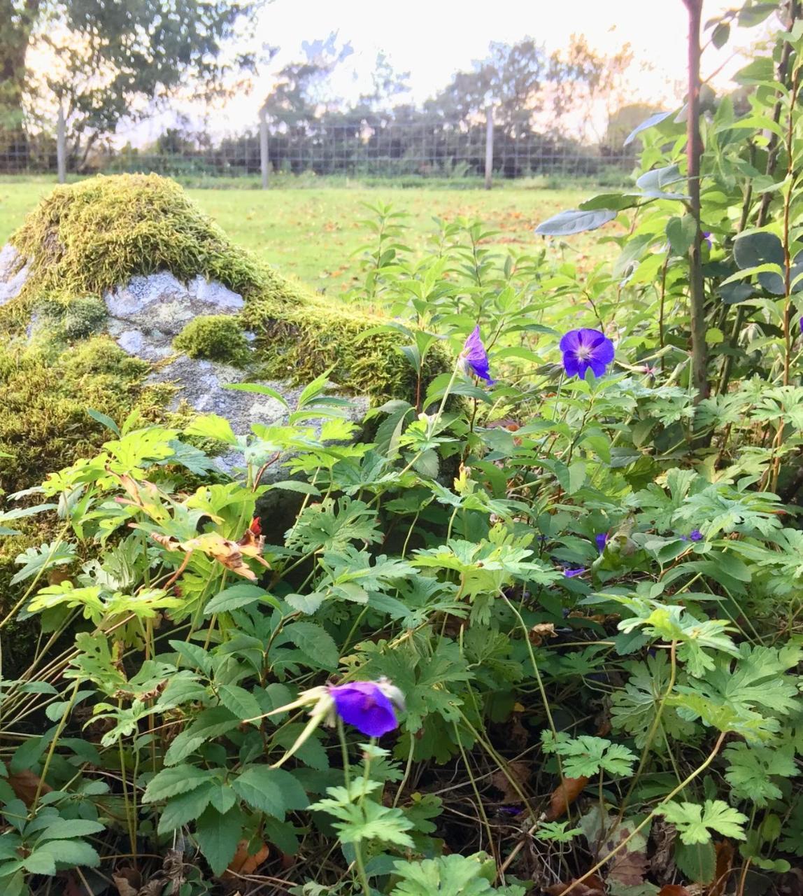 Kilcoy Chalets เมียร์ออฟออร์ด ภายนอก รูปภาพ